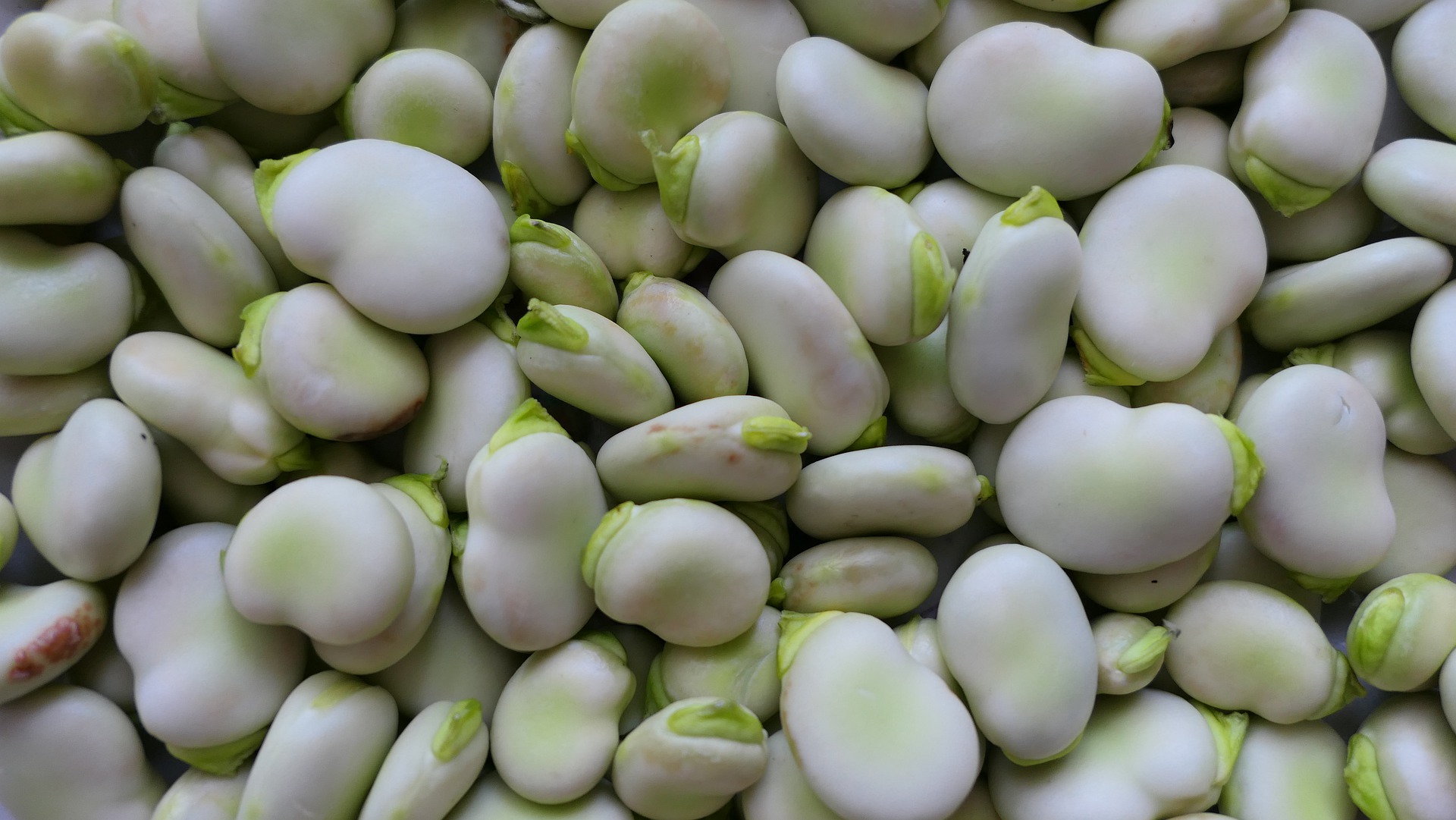 broad-bean-5373644_1920