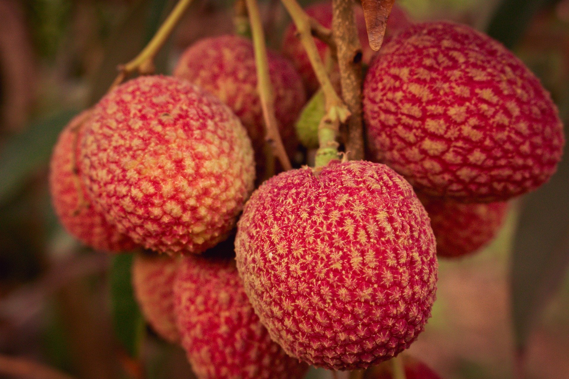 lychee-4390099_1920