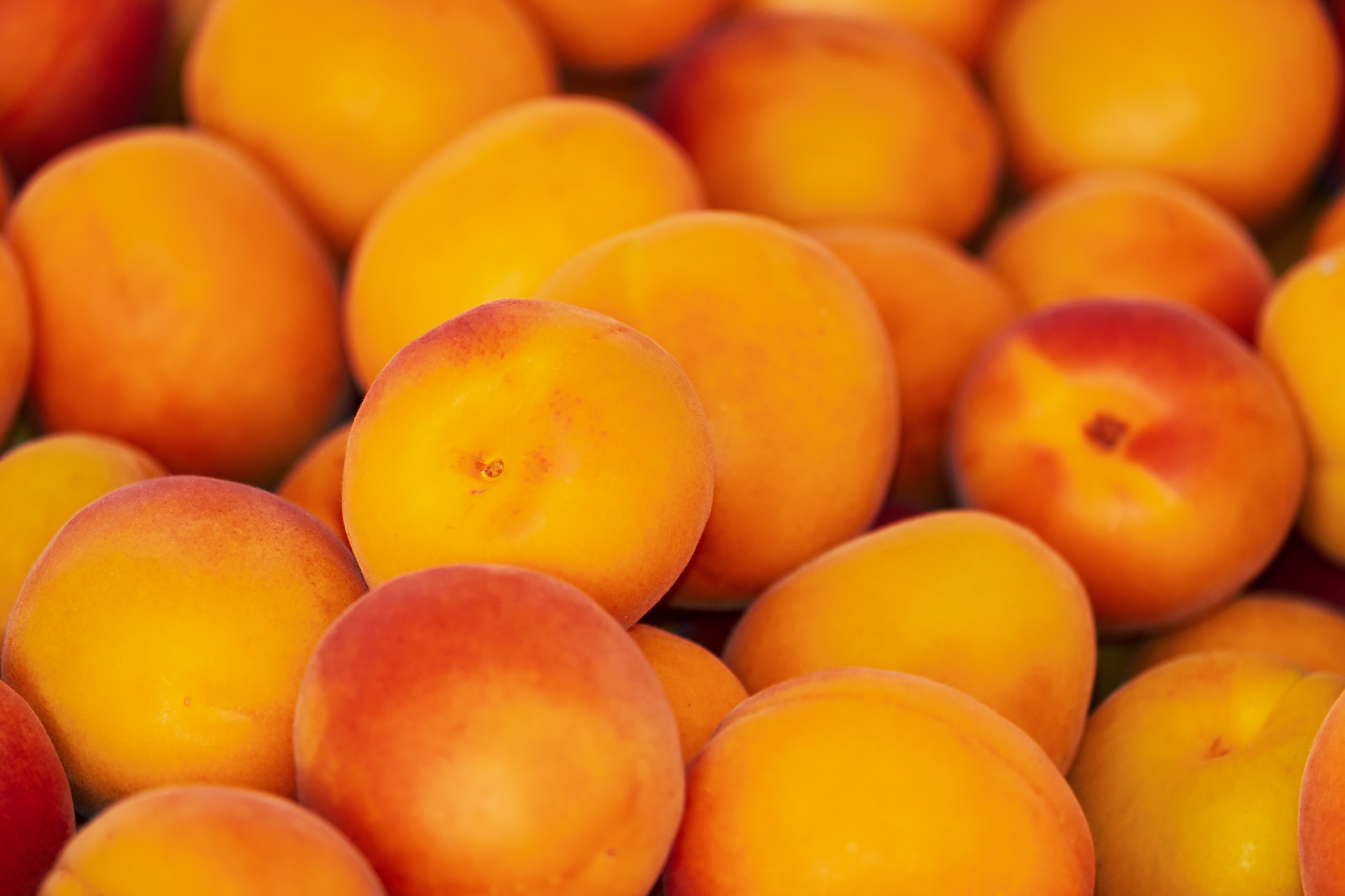 apricots-3433818_1920
