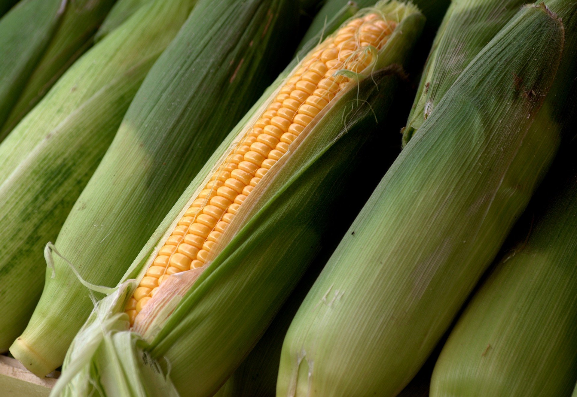 corn-5596907_1920